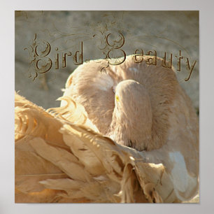 Bird of Beauty the Fantail Pigeon Poster