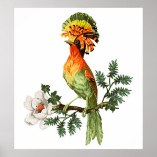Bird of Paradise and exotic flowers on a white bac Poster