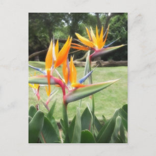 Bird-of-Paradise at Zoo 2 Postcard