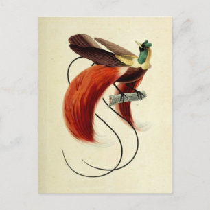 Bird of Paradise, Bird Illustration, Vintage Postcard