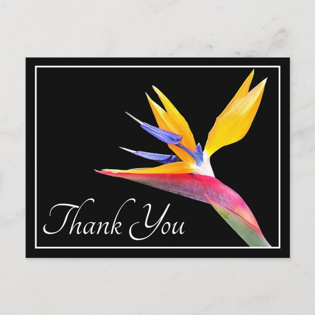 Bird Of Paradise Black Background Thank You Postcard (Front)