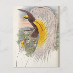 Bird of Paradise by John Gould, Bird Illustration Postcard