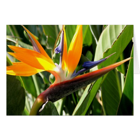 Bird of Paradise Card