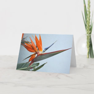 Bird of Paradise Card