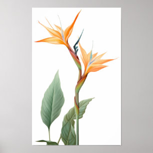 Bird of paradise drawing (flower) poster