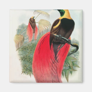 Bird of Paradise, engraved by T. Walter Magnet