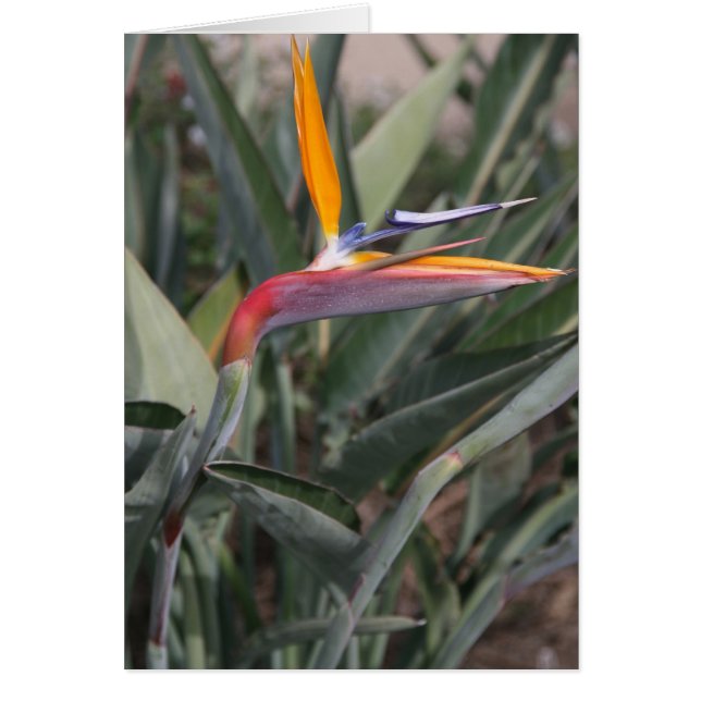 Bird of Paradise Flower (Front)