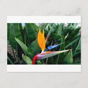 Bird Of Paradise Flower - California Postcard