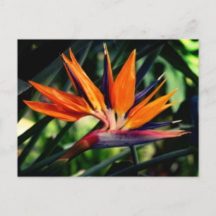 Bird of paradise flower.  invitation postcard