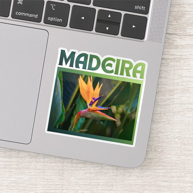 Bird of Paradise flower, Madeira Portugal travel (Detail)