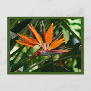 Bird of paradise flower  postcard