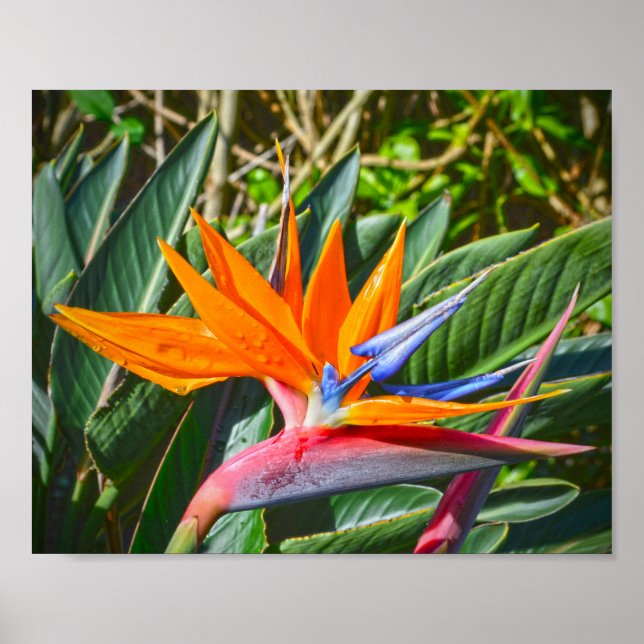 Bird of Paradise Flower Poster (Front)