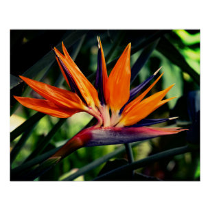 Bird of paradise flower. poster