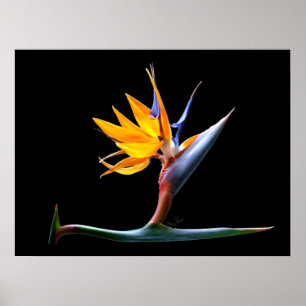 Bird of Paradise Flower Poster