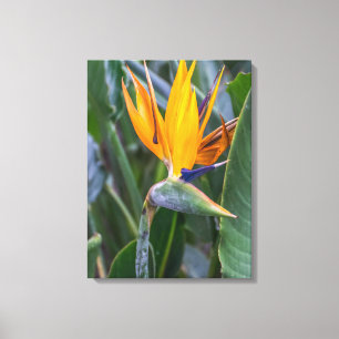 Bird of Paradise flower view canvas print