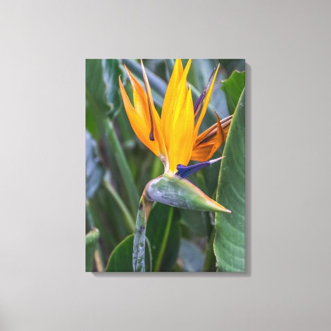 Bird of Paradise flower view canvas print (Front)