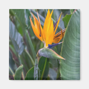 Bird of Paradise flower view fridge magnet