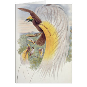 Bird of Paradise, from 'Birds of New Guinea'