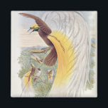Bird of Paradise, from 'Birds of New Guinea' Magnet<br><div class="desc">Bird of Paradise,  from 'Birds of New Guinea' | by John Gould | Art Location: Natural History Museum,  London,  UK | English Artist | Image Collection Number: BAL40400</div>