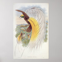 Bird of Paradise, from 'Birds of New Guinea'