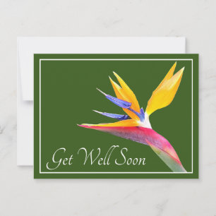 Bird Of Paradise Green Background Get Well Postcard