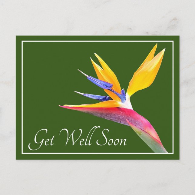 Bird Of Paradise Green Background Get Well Postcard (Front)