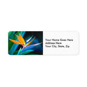 Bird Of Paradise (Hawaii)