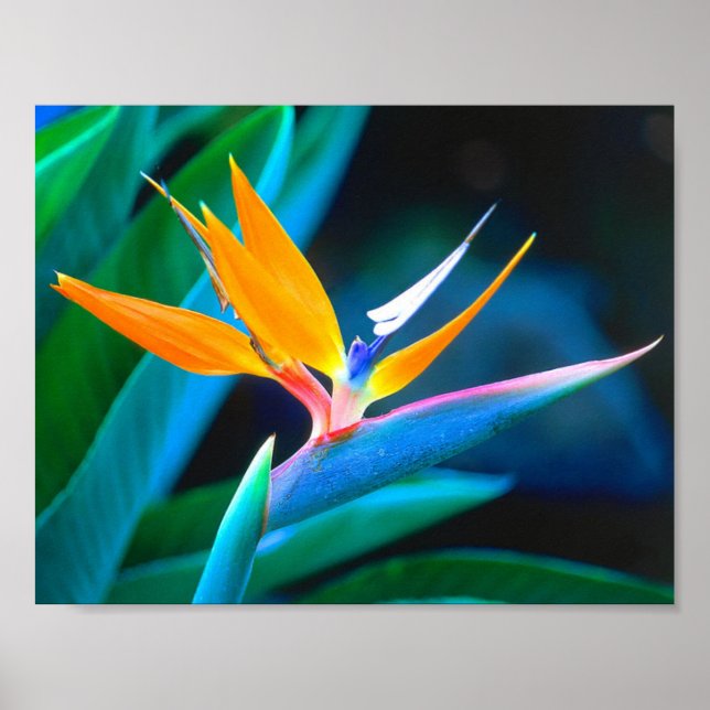 Bird Of Paradise (Hawaii) Poster (Front)
