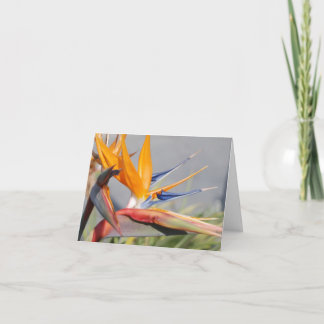 Bird of Paradise Holiday Card