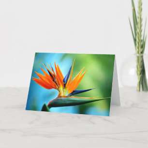 Bird of Paradise I Card