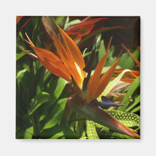 Bird of Paradise Magnet