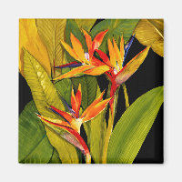 Bird of Paradise