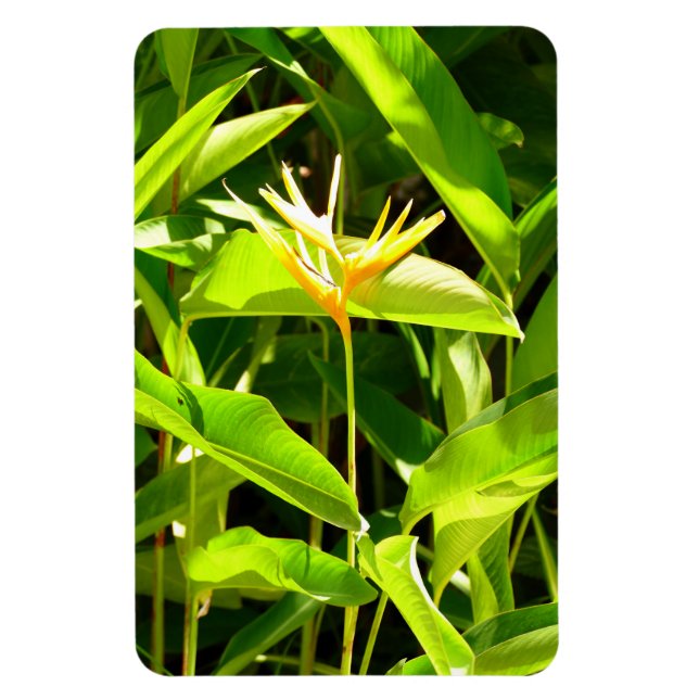 Bird of Paradise Magnet (Vertical)