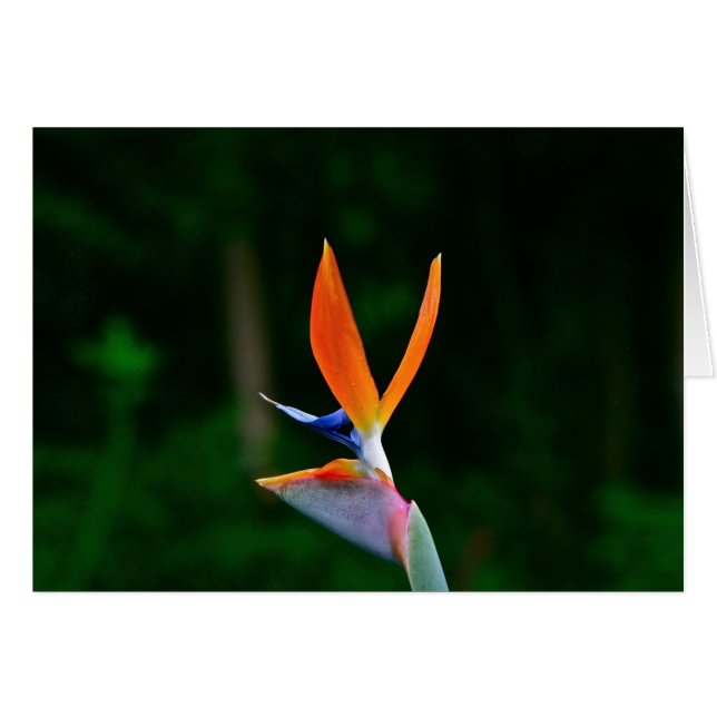 Bird of Paradise, Maui (Front Horizontal)