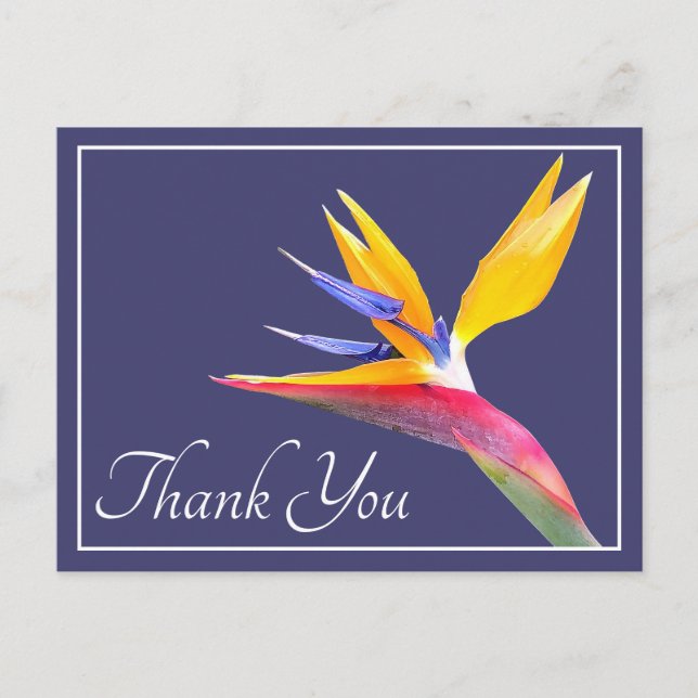 Bird Of Paradise Navy Background Thank You Postcard (Front)