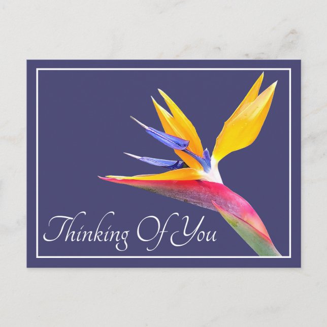 Bird Of Paradise Navy Background Thinking Of You Postcard (Front)