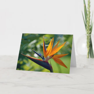 Bird Of Paradise Note Card