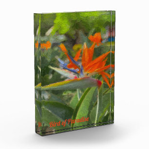 Bird of Paradise Oil Painting  Photo Block