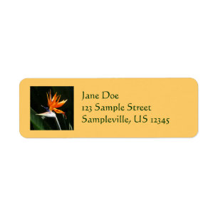 Bird of Paradise Orange Tropical Flower