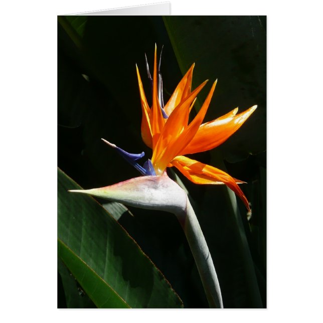 Bird of Paradise Orange Tropical Flower (Front)