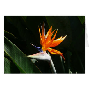 Bird of Paradise Orange Tropical Flower