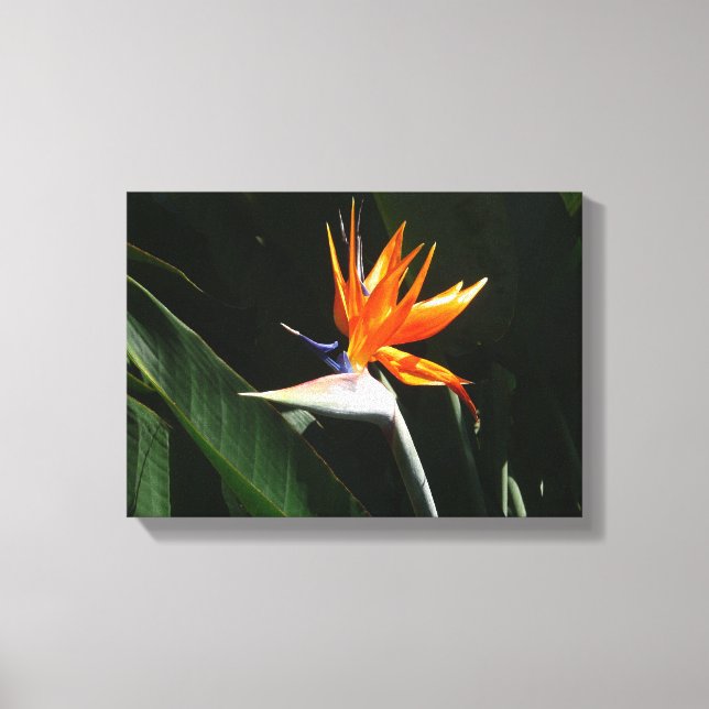 Bird of Paradise Orange Tropical Flower Canvas Print (Front)