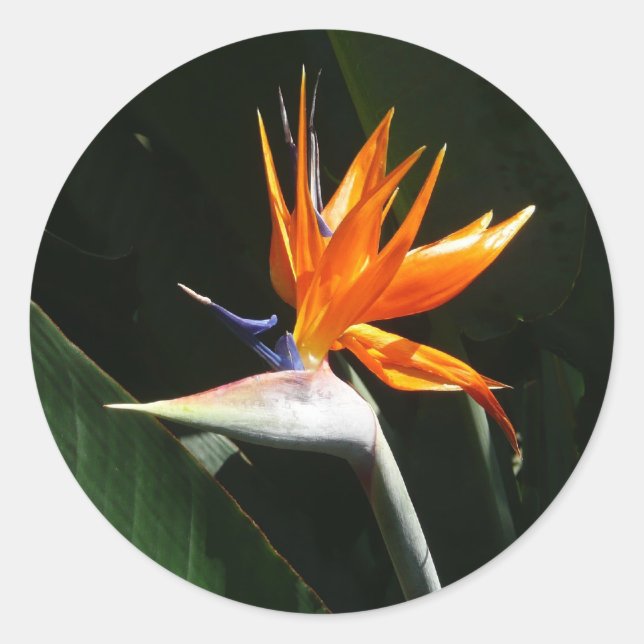 Bird of Paradise Orange Tropical Flower Classic Round Sticker (Front)