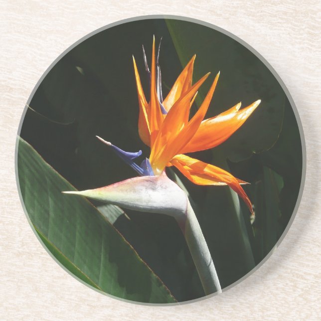 Bird of Paradise Orange Tropical Flower Coaster (Front)