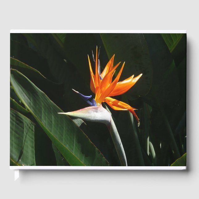Bird of Paradise Orange Tropical Flower Guest Book (Front)