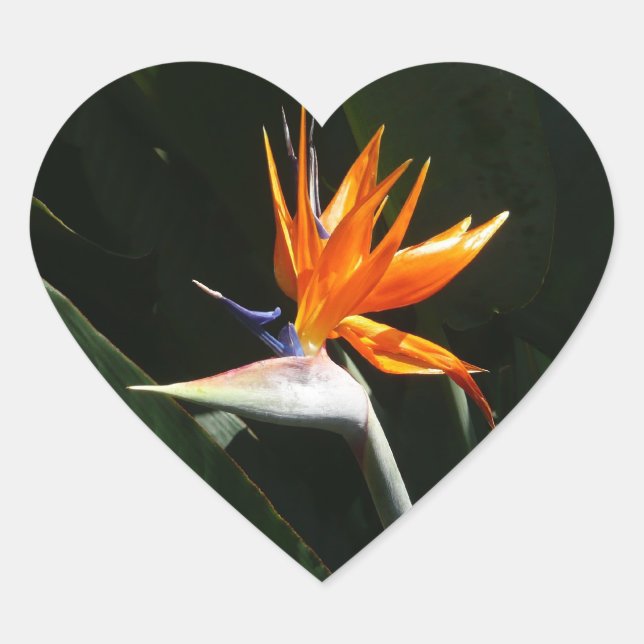 Bird of Paradise Orange Tropical Flower Heart Sticker (Front)
