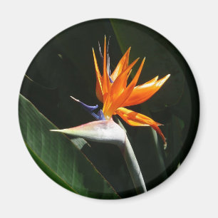 Bird of Paradise Orange Tropical Flower Magnet