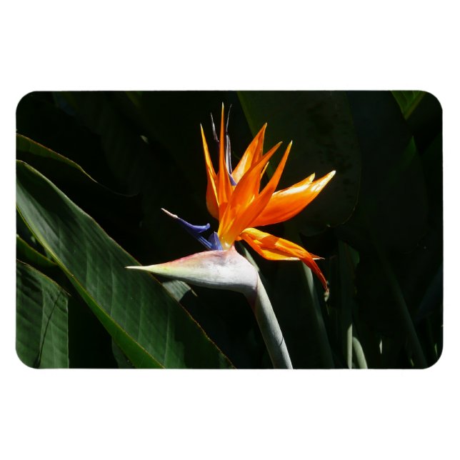 Bird of Paradise Orange Tropical Flower Magnet (Horizontal)
