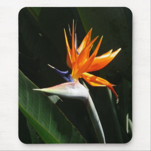 Bird of Paradise Orange Tropical Flower Mouse Mat
