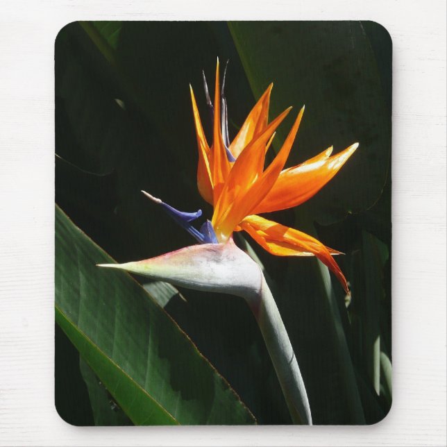 Bird of Paradise Orange Tropical Flower Mouse Mat (Front)